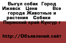 Выгул собак. Город Ижевск › Цена ­ 150 - Все города Животные и растения » Собаки   . Пермский край,Кунгур г.